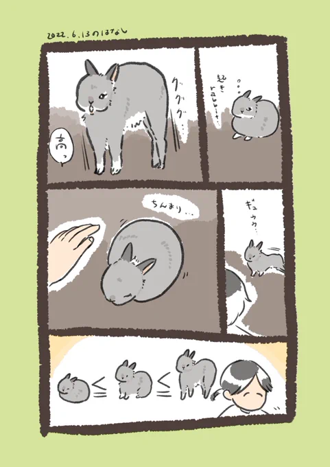 なんか追加
#うさぎのいる生活 