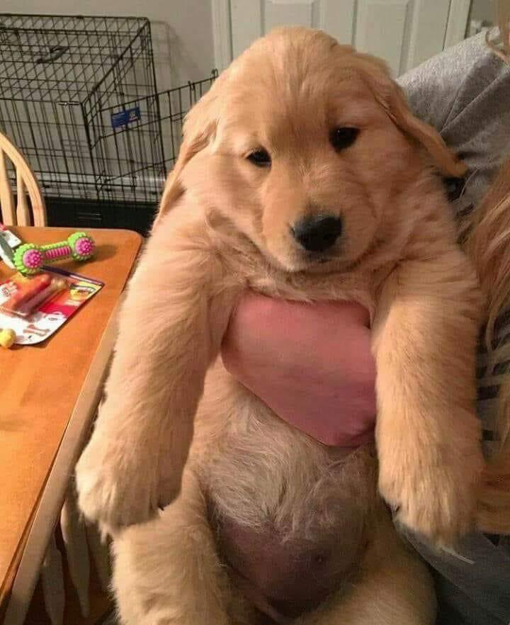 perritos_qctd's tweet photo. -No peleemos, le hace daño al bebé
- ¿Cuál bebé? 
-Yo :c https://t.co/jFWFj3NoDd