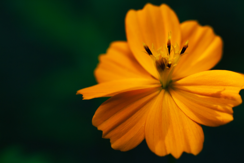 BeeWellBox's tweet photo. There's only SIX days until #summer!

Add to your summer #garden with a new batch of seeds from Bee the Buzz when your BeeWell Box arrives in just a few days!!

Which #seeds do you think they'll be?

Not subscribed? Join today!

https://t.co/ZqMVz6K9tV

#gardening #flowers #bees https://t.co/Yeh23y2JG5