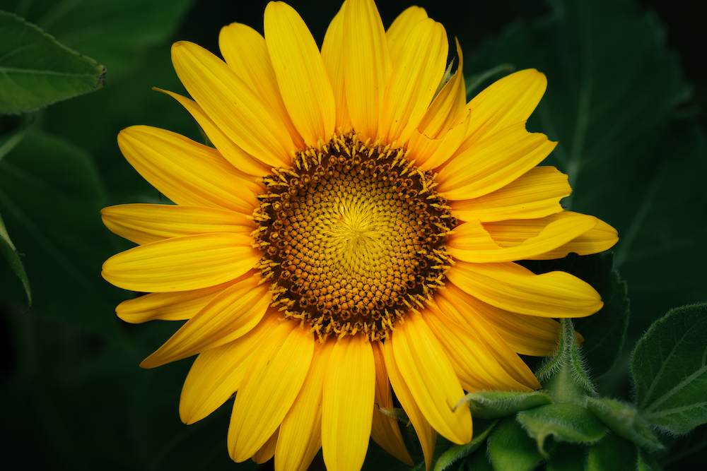 BeeWellBox's tweet photo. There's only SIX days until #summer!

Add to your summer #garden with a new batch of seeds from Bee the Buzz when your BeeWell Box arrives in just a few days!!

Which #seeds do you think they'll be?

Not subscribed? Join today!

https://t.co/ZqMVz6K9tV

#gardening #flowers #bees https://t.co/Yeh23y2JG5