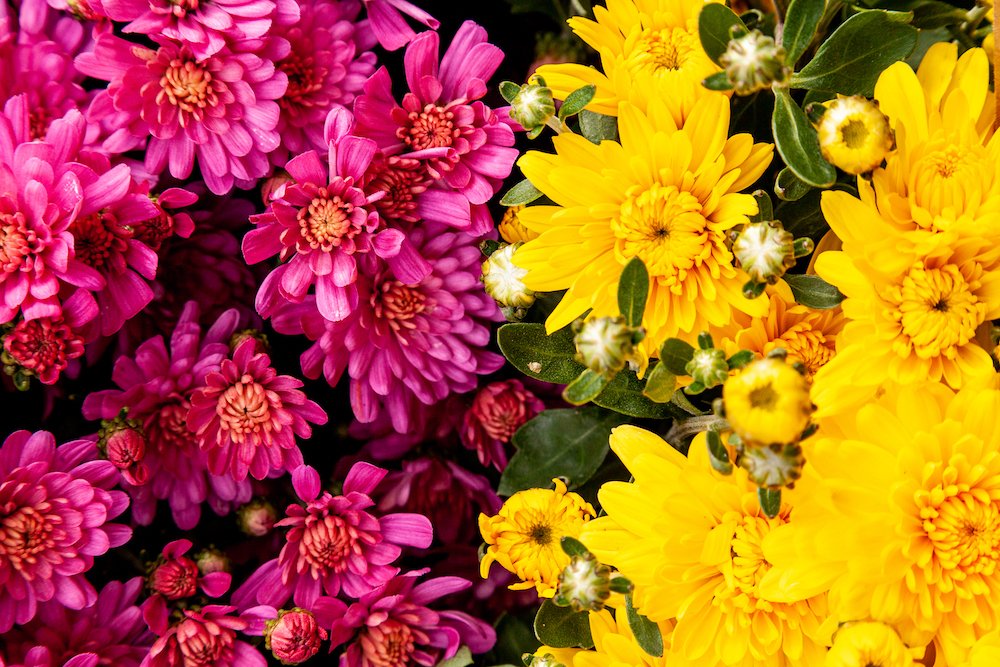 BeeWellBox's tweet photo. There's only SIX days until #summer!

Add to your summer #garden with a new batch of seeds from Bee the Buzz when your BeeWell Box arrives in just a few days!!

Which #seeds do you think they'll be?

Not subscribed? Join today!

https://t.co/ZqMVz6K9tV

#gardening #flowers #bees https://t.co/Yeh23y2JG5