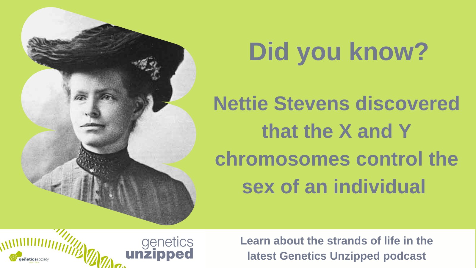 GeneticsUnzipped on X: "Do you know who Nettie Stevens is? She was the first to figure out that in many species, it's the X and Y chromosomes that determine whether an individual