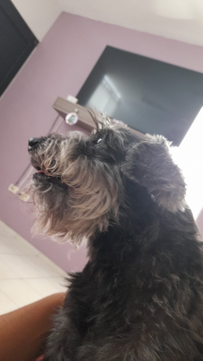 leonardohg27's tweet photo. @flosaav1 Agradezco cada minuto con mi perro, 16 años, ya no tiene dientes y nunca se ha dejado de comportar como niño, el mejor amigo que puedo tener https://t.co/ikyiJPtZsm