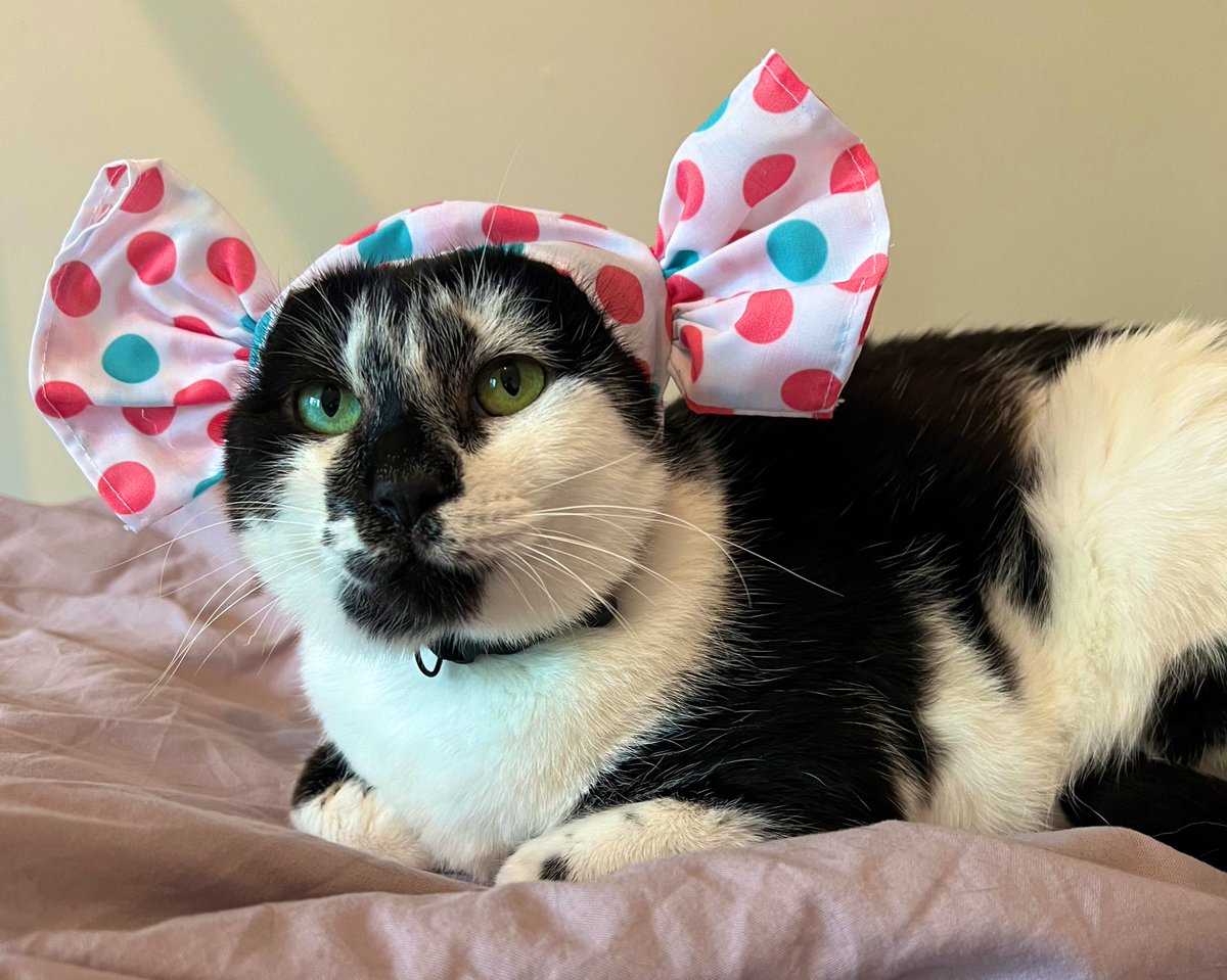 SeanGibbons's tweet photo. It’s been like a year since I posed anything (Genshin stuff doesn’t count). I’m alive and I adopted this cat. https://t.co/UT0W0WBSMI