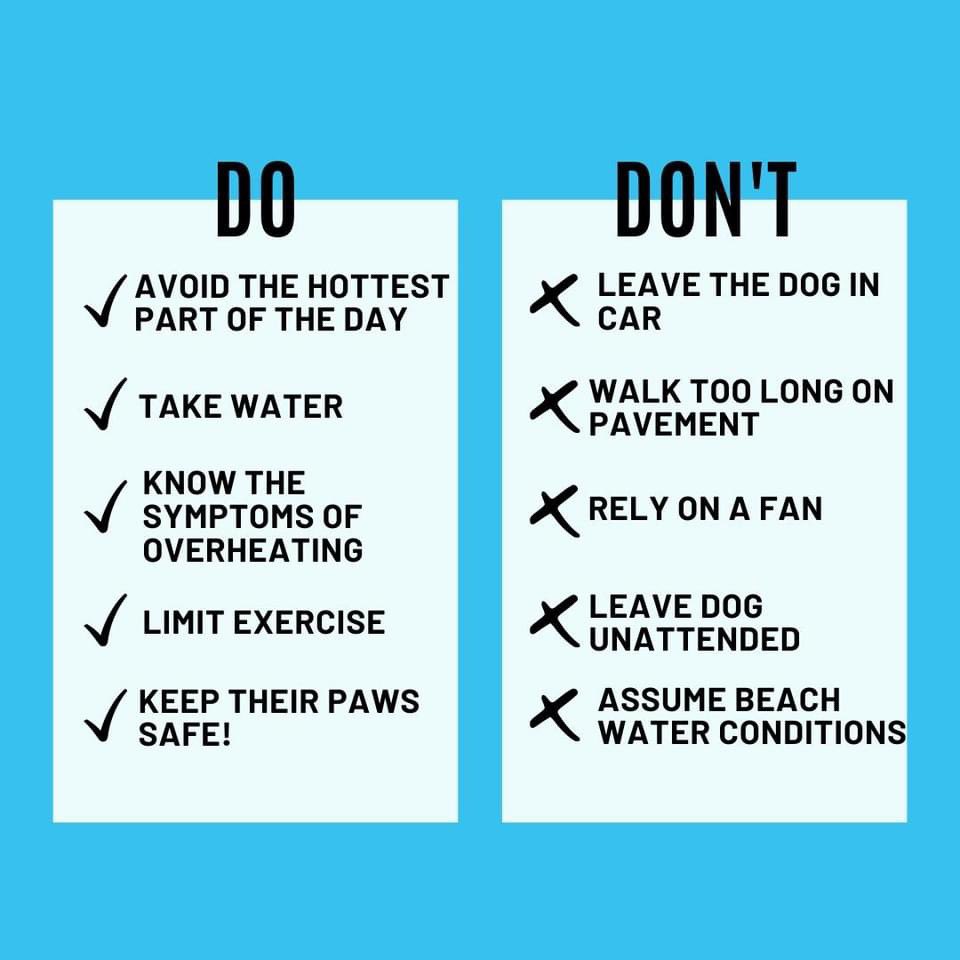 PGIdogs's tweet photo. It’s getting pretty hot! Here are some important things to keep in mind as things heat up. The American Kennel Club has more summer safety tips and information if you’re curious.
#pgidogs #servicedogs #summerdogsafety #dogpoolsafety #pawsgivingindependence @akcdoglovers https://t.co/bkXMixzraD