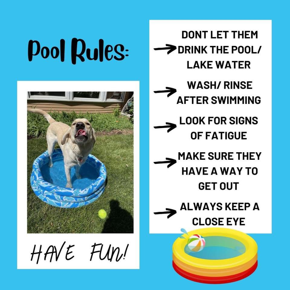 PGIdogs's tweet photo. It’s getting pretty hot! Here are some important things to keep in mind as things heat up. The American Kennel Club has more summer safety tips and information if you’re curious.
#pgidogs #servicedogs #summerdogsafety #dogpoolsafety #pawsgivingindependence @akcdoglovers https://t.co/bkXMixzraD