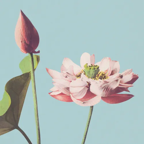 jdbrecords's tweet photo. Lovely new single / music video, "Infinite Spring," from Shrines (@_shrines_): https://t.co/zcM68ow01L https://t.co/pOdgenmdgt