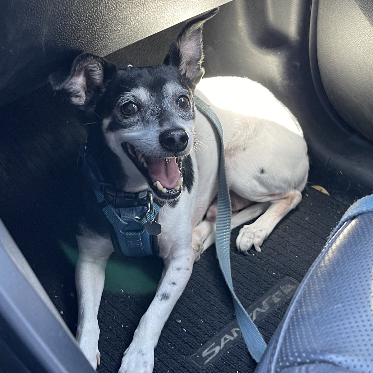 This is the face he made when I told him we were getting <a href="/DutchBros/">Dutch Bros Coffee</a> on the way home 🐶☕️
