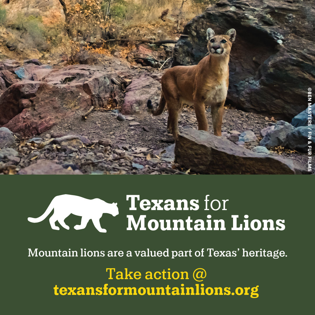 PantheraCats's tweet photo. Read our press release at https://t.co/s8vjNL5Qug to learn about the Texans for Mountain Lions' request for TPWD to begin monitoring and managing Texas' mountain lions. Take action for mountain lions at https://t.co/0GmpYNxpz1. https://t.co/XSg7wkFDsp