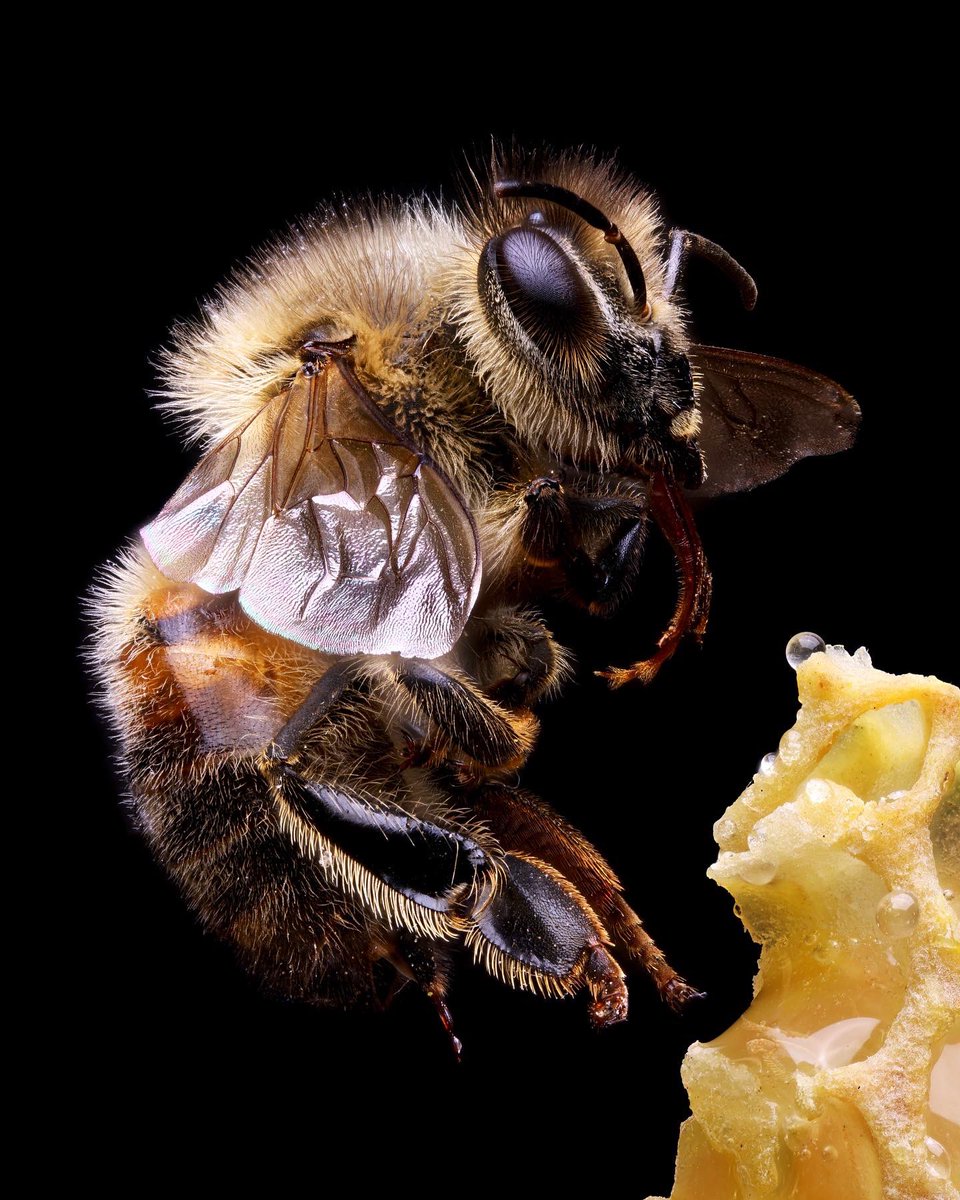 macrofying tweet media