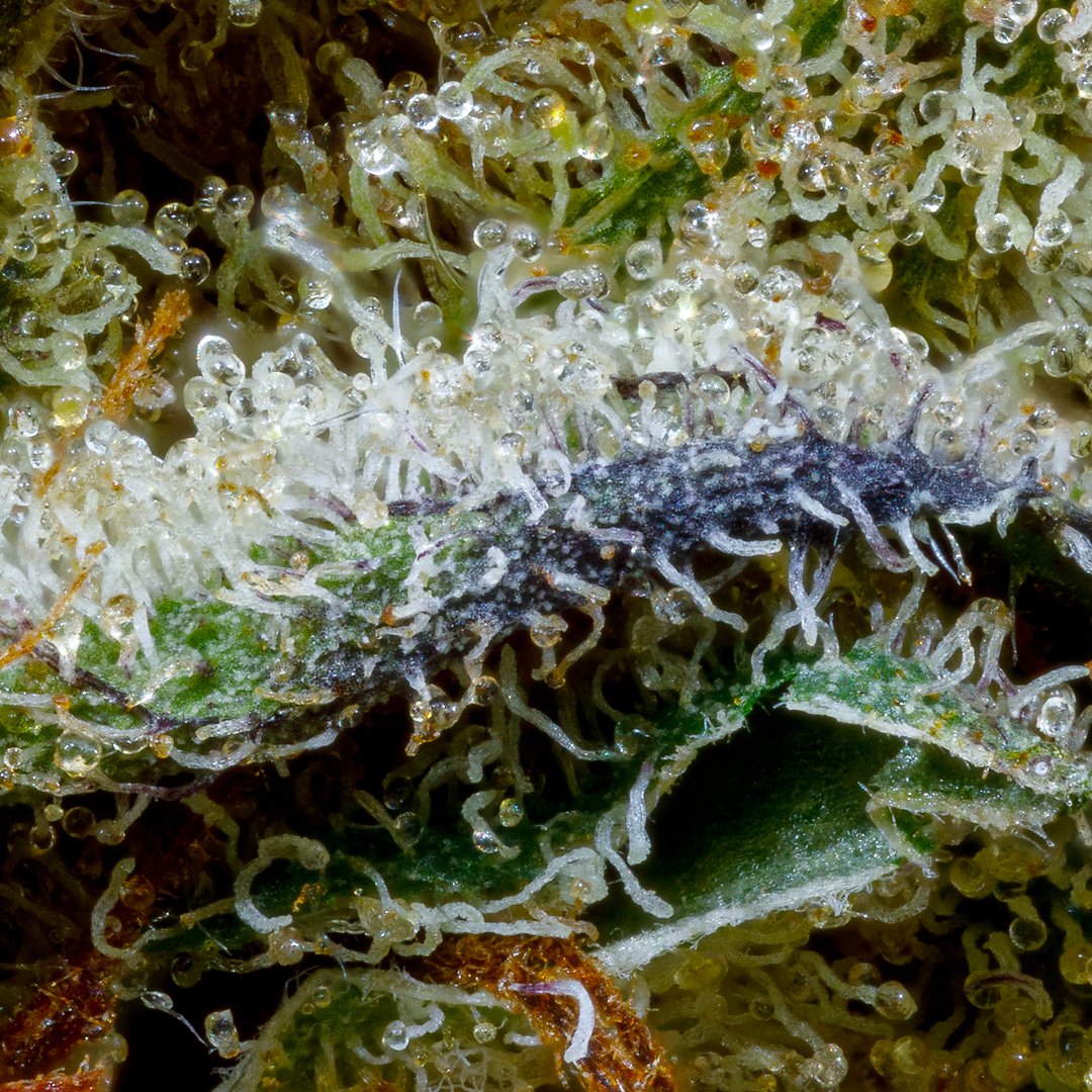 drift_cannabis's tweet photo. A magnified view of Lemon Mech OG reveals a glittering network of bulbous #trichome tips that hold the bulk of #THC and other #cannabinoids. Sensory notes include sour lemon &amp; orange, cheese, and vanilla, from Lemon OG x The White 91 #genetics. With 20-26% THC. https://t.co/mepxBKGrKq