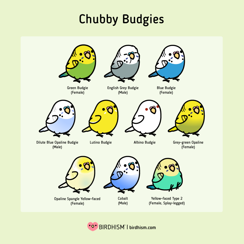 Happy Parakeet Day (Japan)! Parakeets are so much more than, "just a bird". Despite their size, they're social, playful, and some are capable of mimicking human speech. No matter their skillz, they are deserving of the same amount of love & care as any other companion animal.💖
