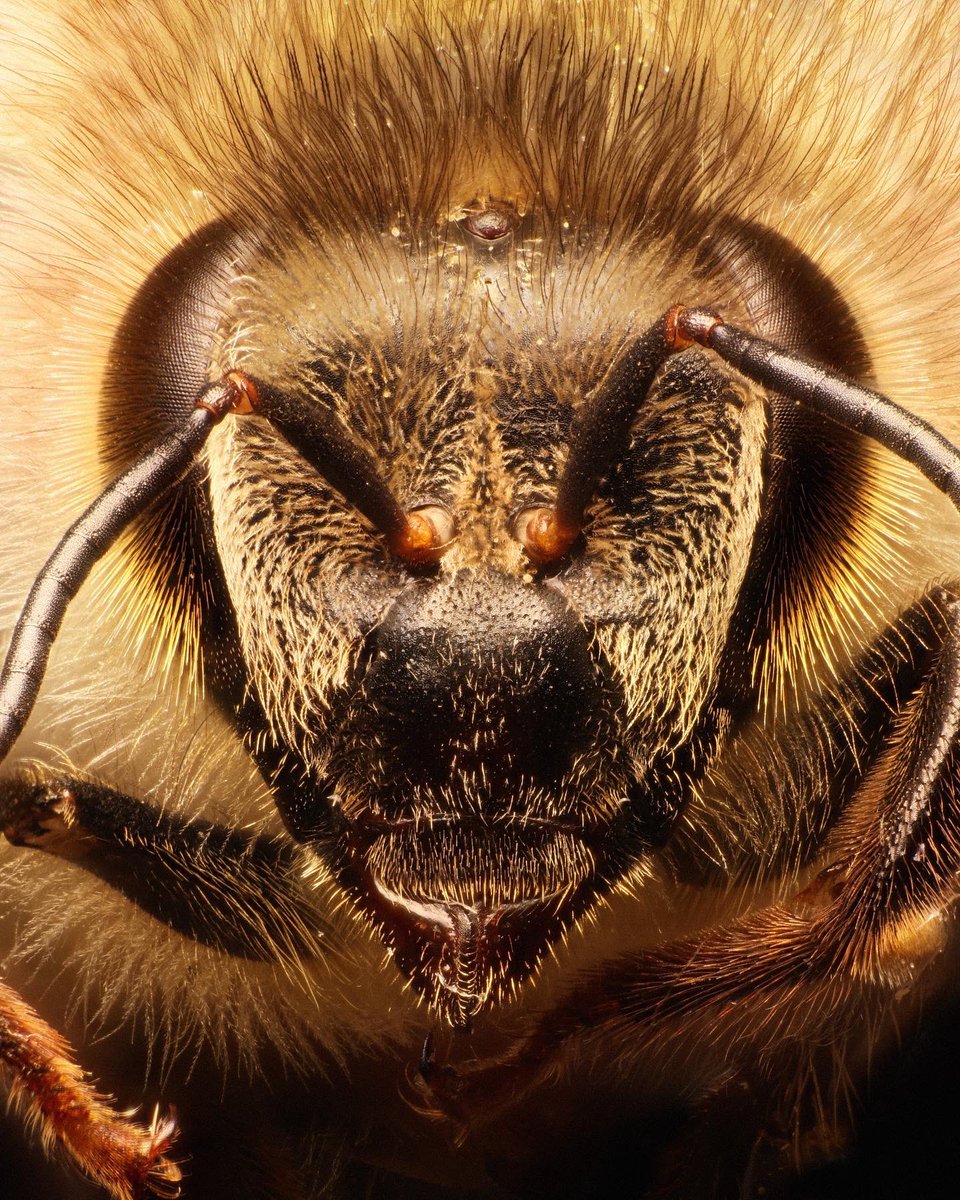 macrofying tweet media