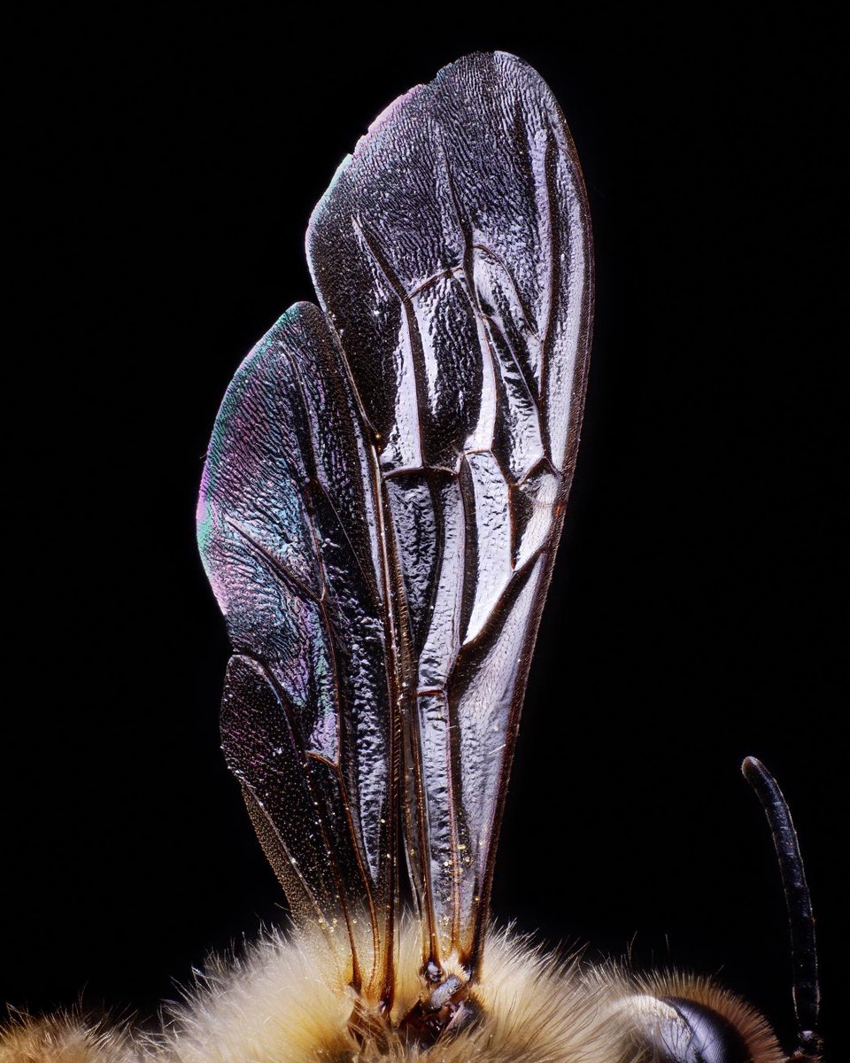 macrofying tweet media