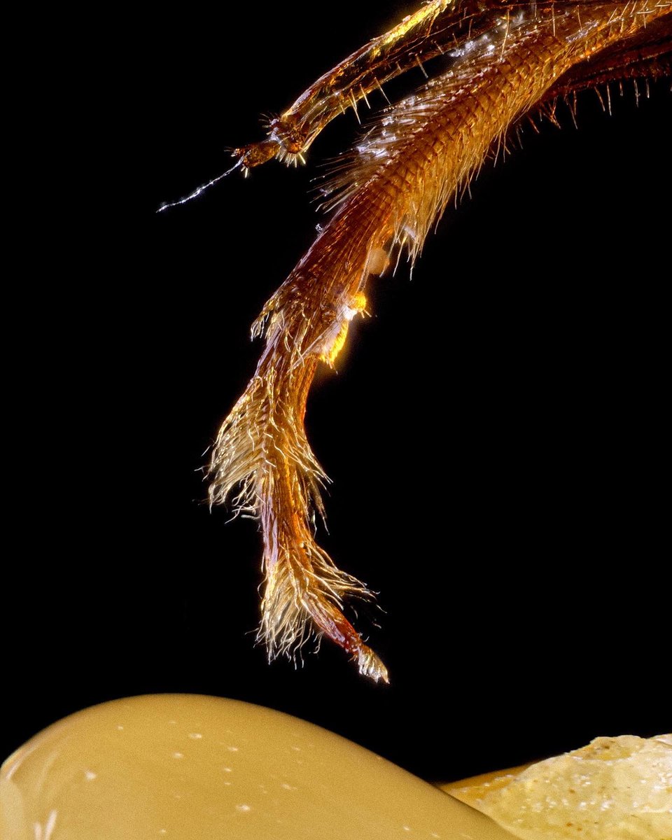 macrofying tweet media