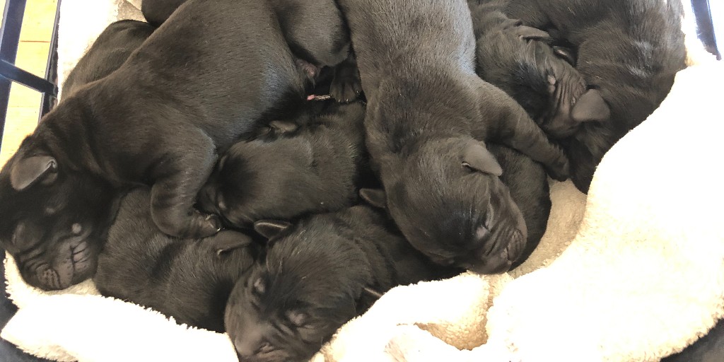 Can everyone please join us in congratulating Dolly for giving birth to 10 healthy pups 🥳

These beautiful puppies will grow up to become life-changing guide dogs.

How many girls and how many boys do you think Dolly had?

[V.D: See Alt text.]