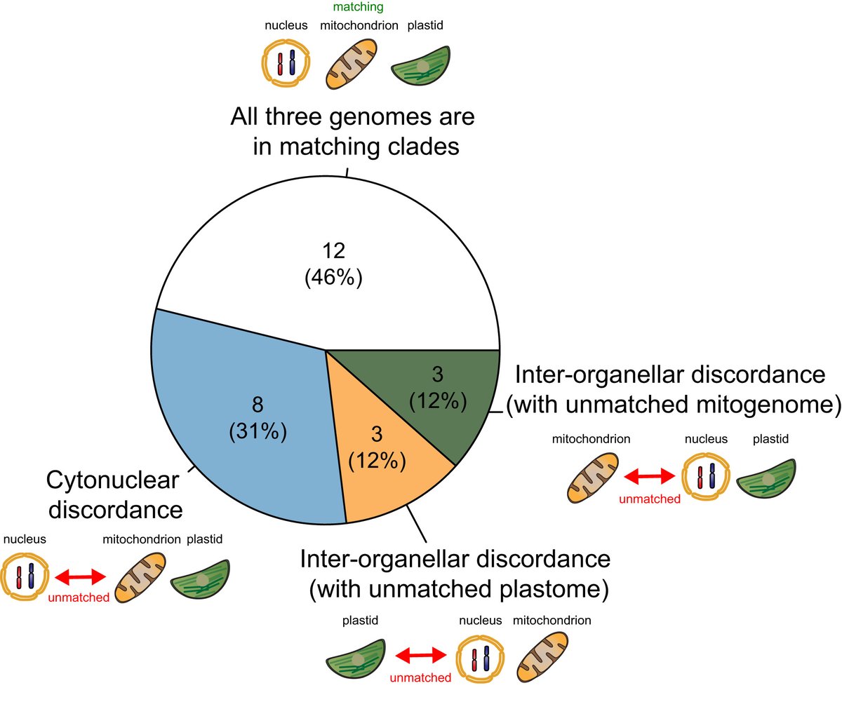 ISOP (@protistologists) on Twitter photo Rampant nuclear–mitochondrial–plastid phylogenomic discordance in globally distributed calcifying microalgae nph.onlinelibrary.wiley.com/doi/full/10.11… #protists #algae by <a href="/tzutongkao/">Tzu-Tong Kao</a> <a href="/chuanku_/">Chuan Ku</a> et al. in <a href="/NewPhyt/">New Phytologist</a>. Rampant nuclear–mitochondrial–plastid phylogenomic discordance in globally distributed calcifying microalgae nph.onlinelibrary.wiley.com/doi/full/10.11… #protists #algae by <a href="/tzutongkao/">Tzu-Tong Kao</a> <a href="/chuanku_/">Chuan Ku</a> et al. in <a href="/NewPhyt/">New Phytologist</a>.