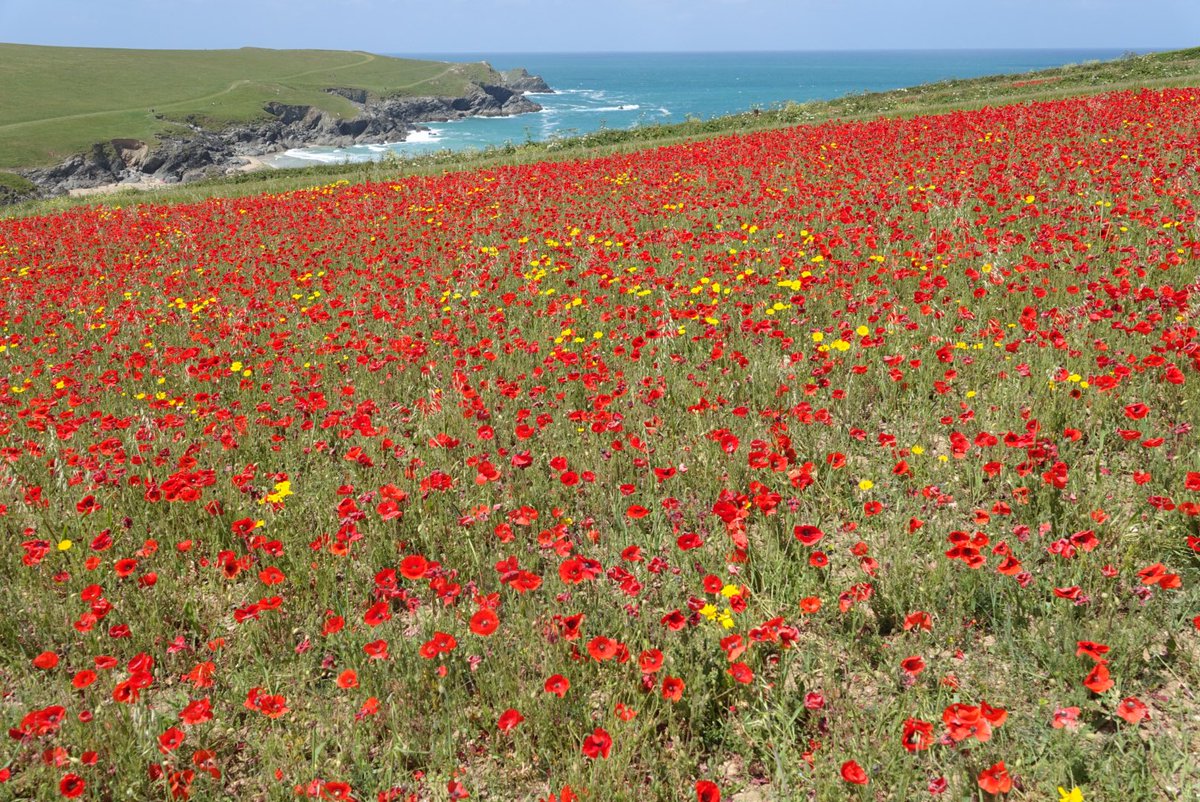 paws4thought09's tweet photo. The incredible poppy fields at Poly Joke @nationaltrust @NTSouthWest #holywellbay #polyjoke #crantock #visitcornwall #Cornwall https://t.co/ljpR6J50jT