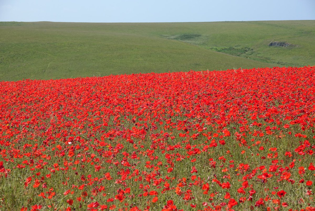 paws4thought09's tweet photo. The incredible poppy fields at Poly Joke @nationaltrust @NTSouthWest #holywellbay #polyjoke #crantock #visitcornwall #Cornwall https://t.co/ljpR6J50jT
