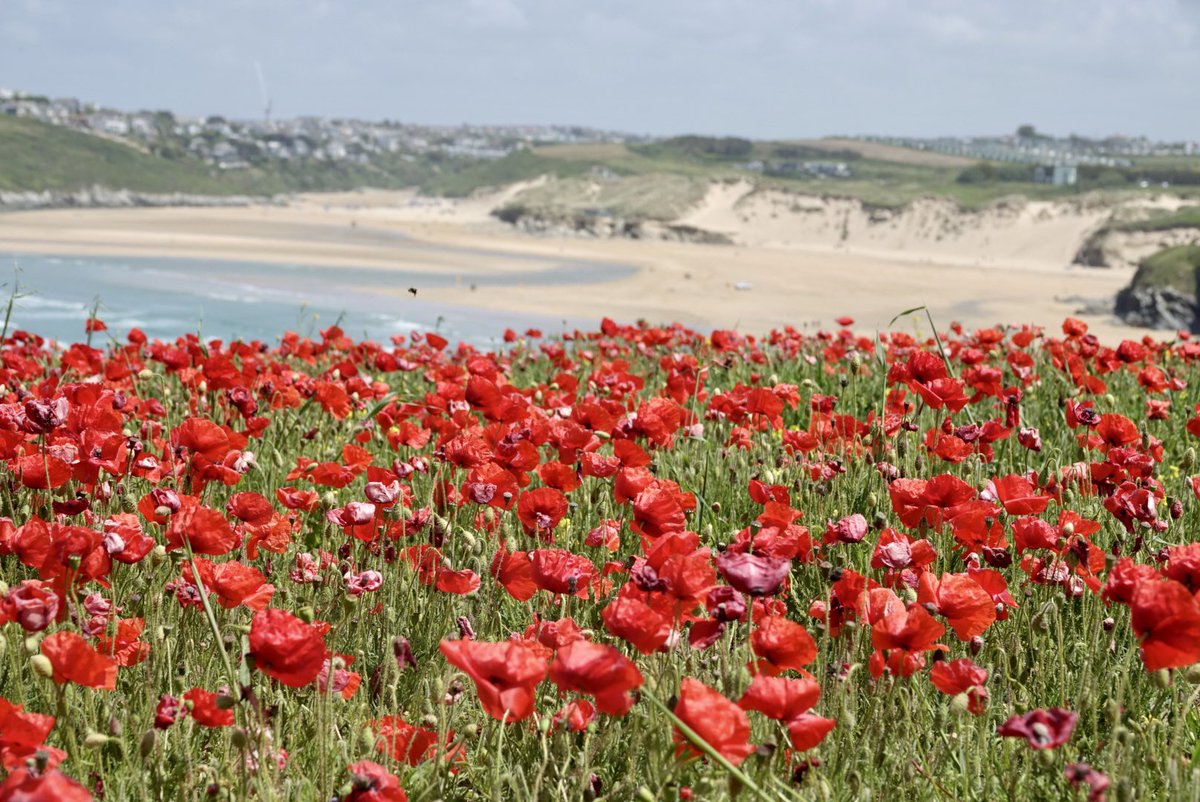 paws4thought09's tweet photo. The incredible poppy fields at Poly Joke @nationaltrust @NTSouthWest #holywellbay #polyjoke #crantock #visitcornwall #Cornwall https://t.co/ljpR6J50jT