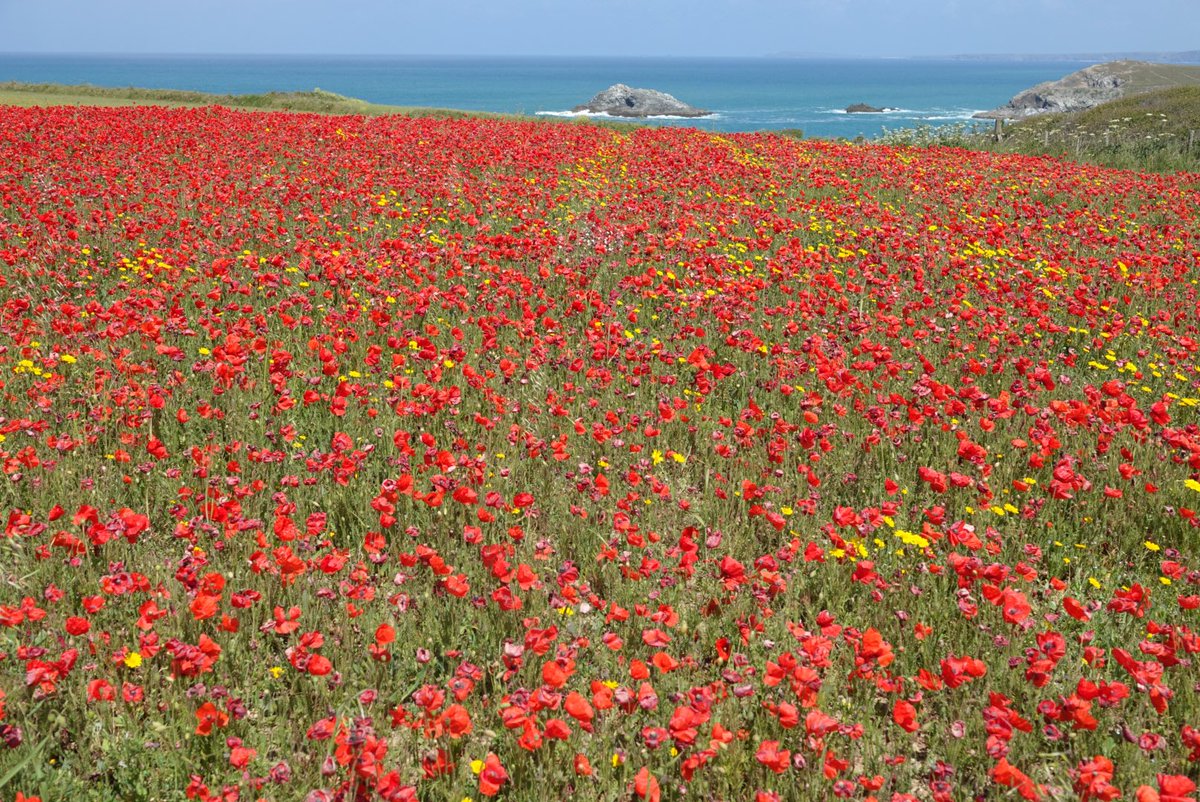 paws4thought09's tweet photo. The incredible poppy fields at Poly Joke @nationaltrust @NTSouthWest #holywellbay #polyjoke #crantock #visitcornwall #Cornwall https://t.co/ljpR6J50jT