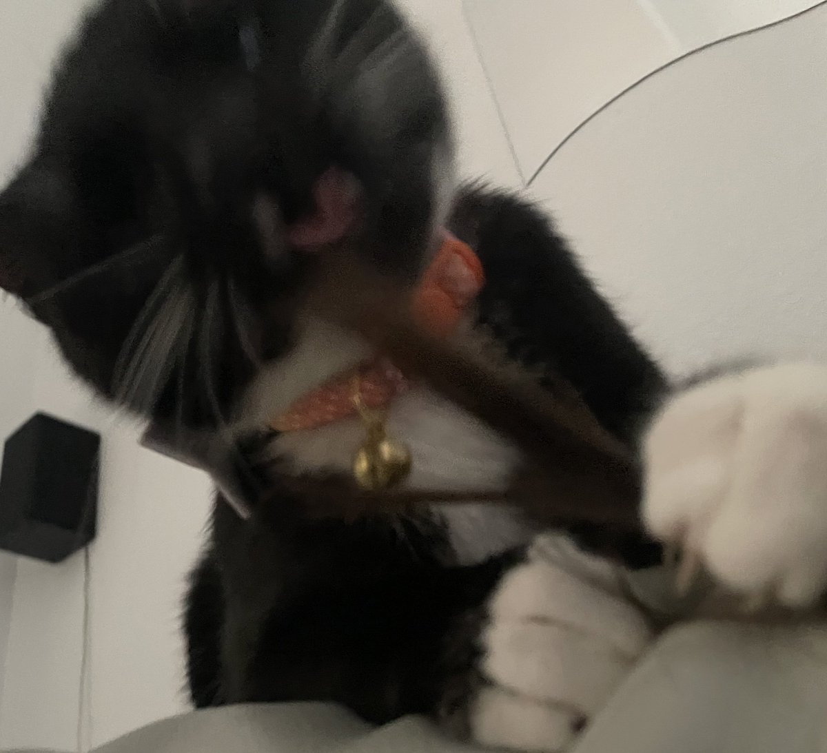 Delicious hair #CatsOfTwitter #CatsofTwittter