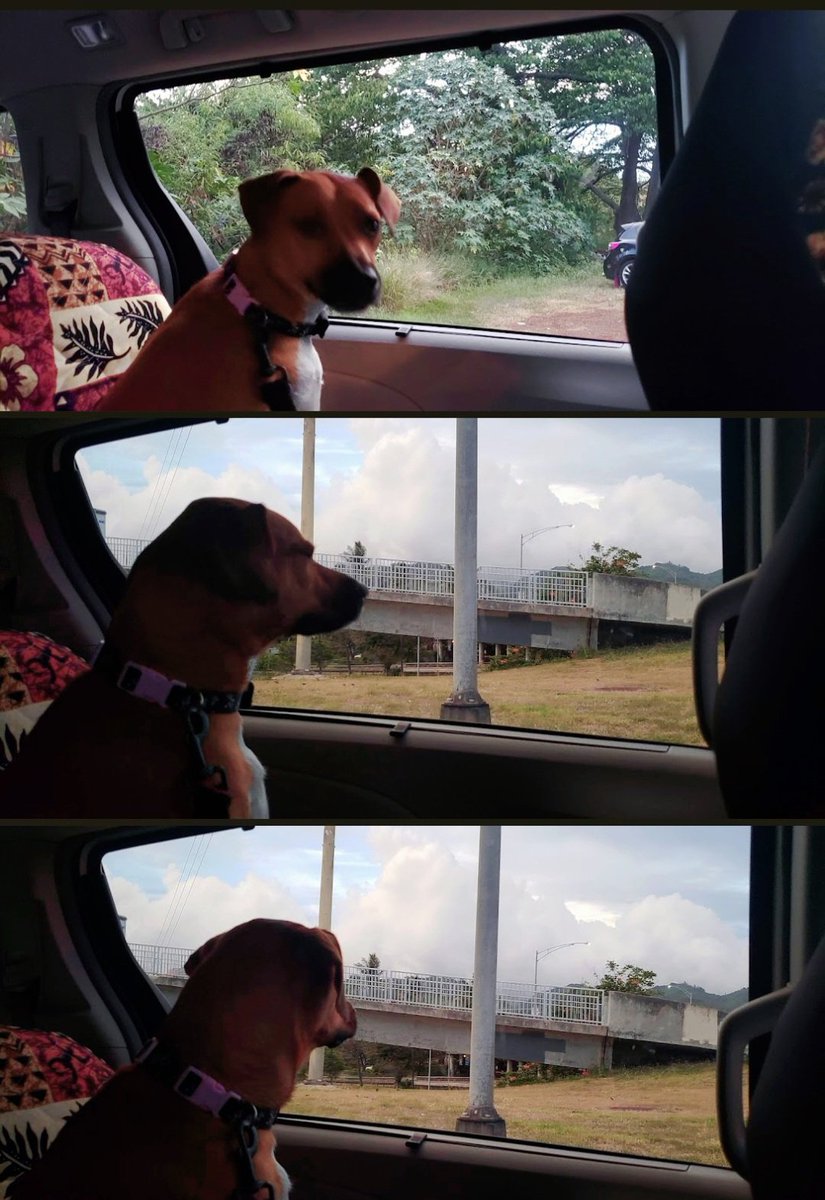 jenangeli's tweet photo. I was scrolling through old pics on my google pictures and captured the screenshot of these 3 separate pictures in my feed. It feels like a meme in the making. Any takers? #bellagirl #deepthoughts #makethisameme https://t.co/VL0HcD2lyS