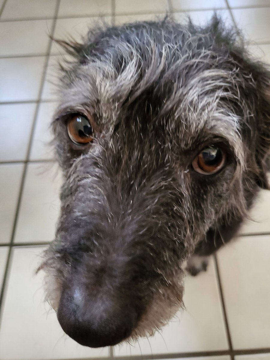 DragonIntrovert's tweet image. Good news: I walk Wesley so often that he doesn't jump all over the place when I grab his leesh.

Bad/Good news: He now expects regular walks and follows me around giving me this look until I give in
#DogsofTwitter #Dog #WednesdayMotivation