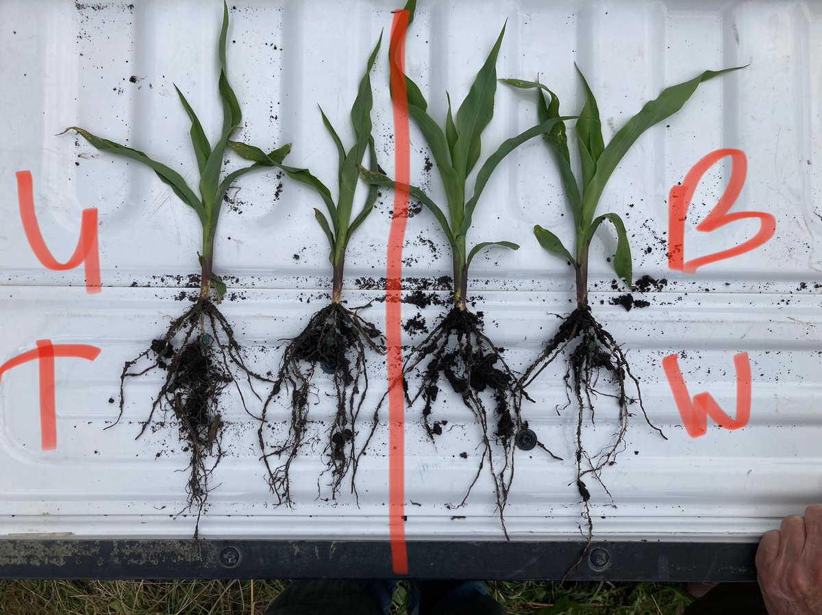 FarmTech1976's tweet photo. See the benefits of Microbes! Overall bigger plants with increased root and stalk structure. https://t.co/CGg7VkeEiD