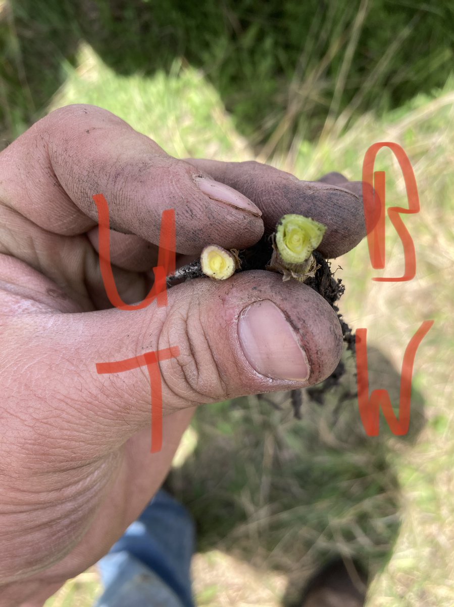 FarmTech1976's tweet photo. See the benefits of Microbes! Overall bigger plants with increased root and stalk structure. https://t.co/CGg7VkeEiD