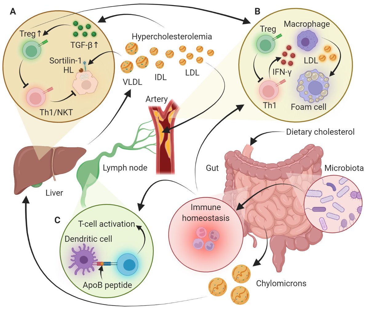 Circulation Research (@circres) on Twitter photo <a href="/CircRes/">Circulation Research</a> Compendium on Basic Models of #CVDisease Alert!
Animal Models of #Atherosclerosis – Supportive Notes and Tricks of the Trade ahajrnls.org/3zGHDbU
Authored by Drs. A Gisterå, DFJ Ketelhuth, SG Malin, and GK Hansson
<a href="/antongistera/">Anton Gisterå</a> <a href="/GKHansson/">Göran K Hansson</a> <a href="/CircRes/">Circulation Research</a> Compendium on Basic Models of #CVDisease Alert!
Animal Models of #Atherosclerosis – Supportive Notes and Tricks of the Trade ahajrnls.org/3zGHDbU
Authored by Drs. A Gisterå, DFJ Ketelhuth, SG Malin, and GK Hansson
<a href="/antongistera/">Anton Gisterå</a> <a href="/GKHansson/">Göran K Hansson</a>