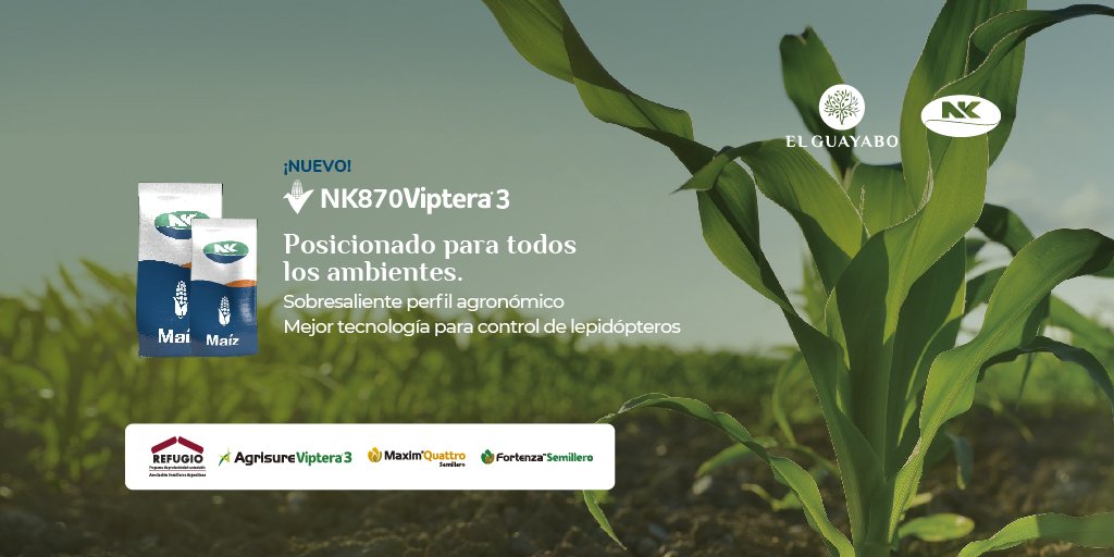 ElGuayaboSrl's tweet photo. #Maíz 🌽
✔ NK 870 VIP3
@NKSemillas
Lo tenemos 🙋🏻♂️🙋🏻♀️
📲 Pedí tu #BolsaNK en
#ElGuayabo 🌳
#PreCampañaMaíz 🌽
#NKRinde 🔝 #NK870Vip3
#ImpulsandoLaInnovación 🚀 #Producción #SantaFe 🇦🇷 https://t.co/4dcRWpdYjY