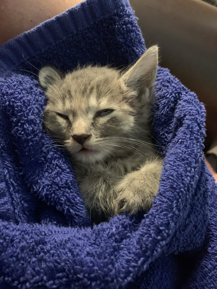 We have had a kitten that was rescued from a storm drain and dropped off at Station 1. The humane society is currently full &amp; unable to take this kitten. If you, or if you know someone that would like to adopt this kitten, please contact Station 1 at (828) 464-1295. Please share!