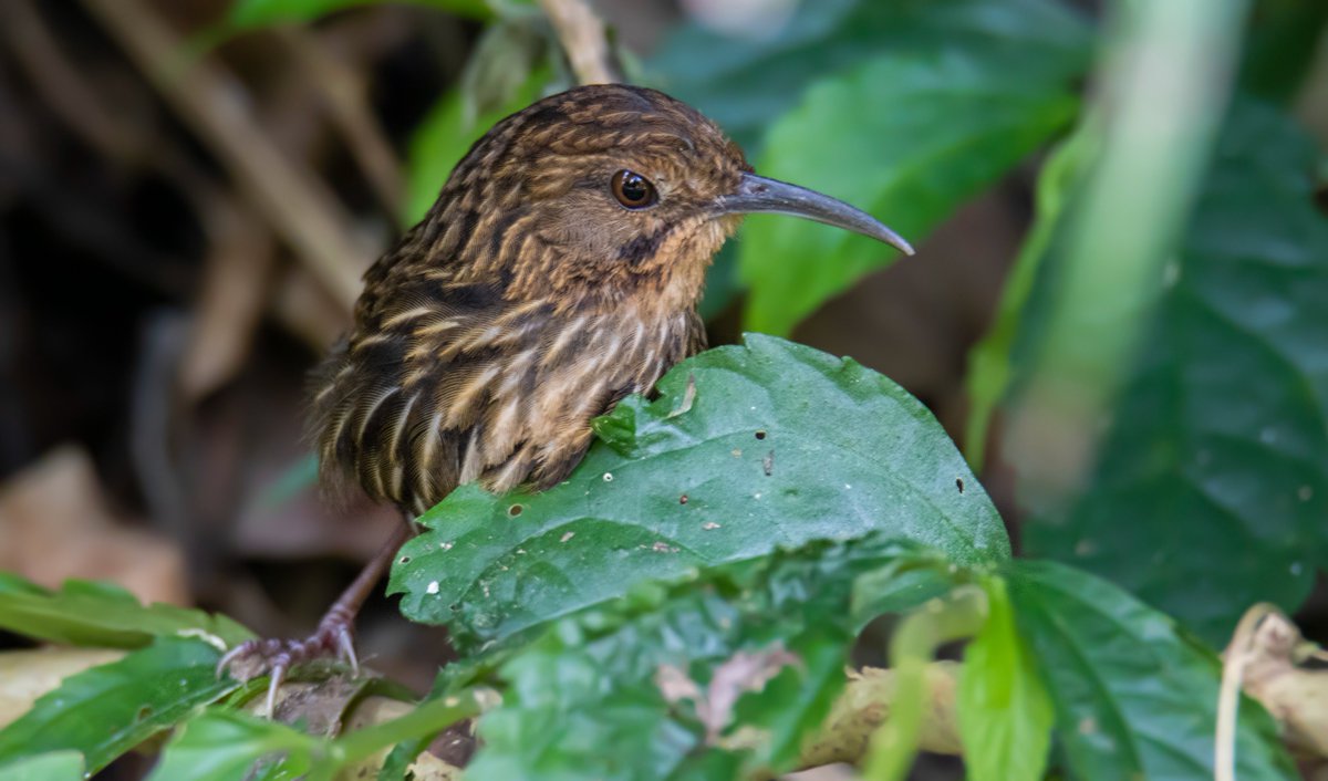 Bhutan Bird Finder (Birding in Bhutan) tweet media