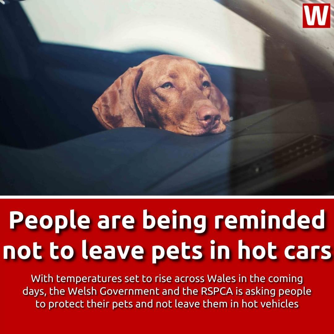 AnimalWoodfield's tweet photo. There is a mini heatwave expected in the U.K. so please be aware of the dangers of leaving pets in cats in hot weather. Also keep an eye out for any owners who have done this - call the police if you think the animal is suffering💜 https://t.co/U2DXmBoEJZ