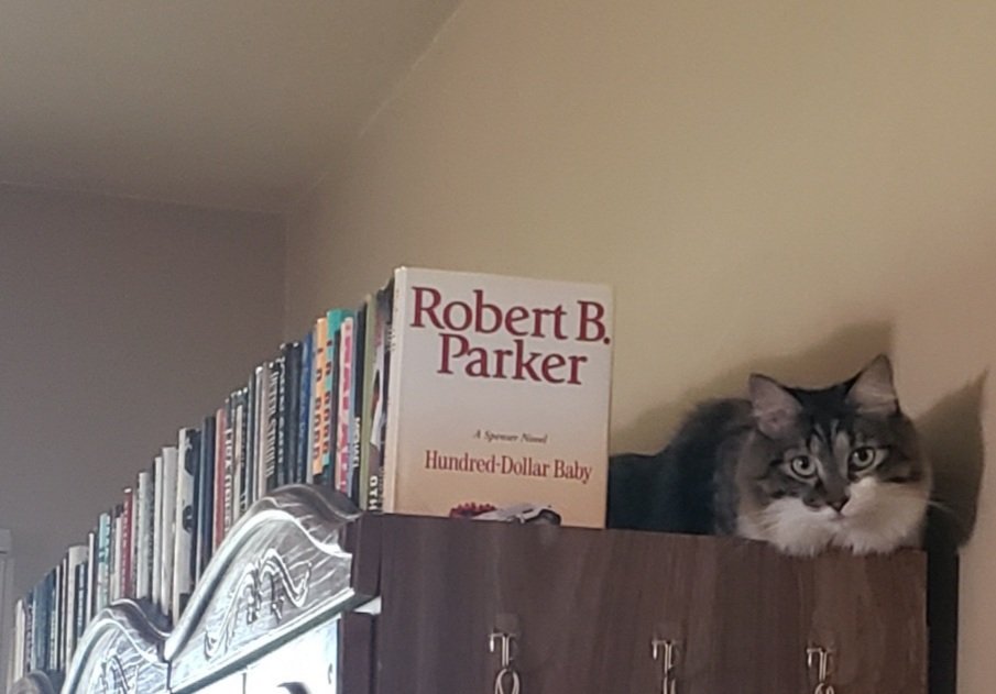 I have a new accessory for the top of my bookcase. 

#cats #shelfie