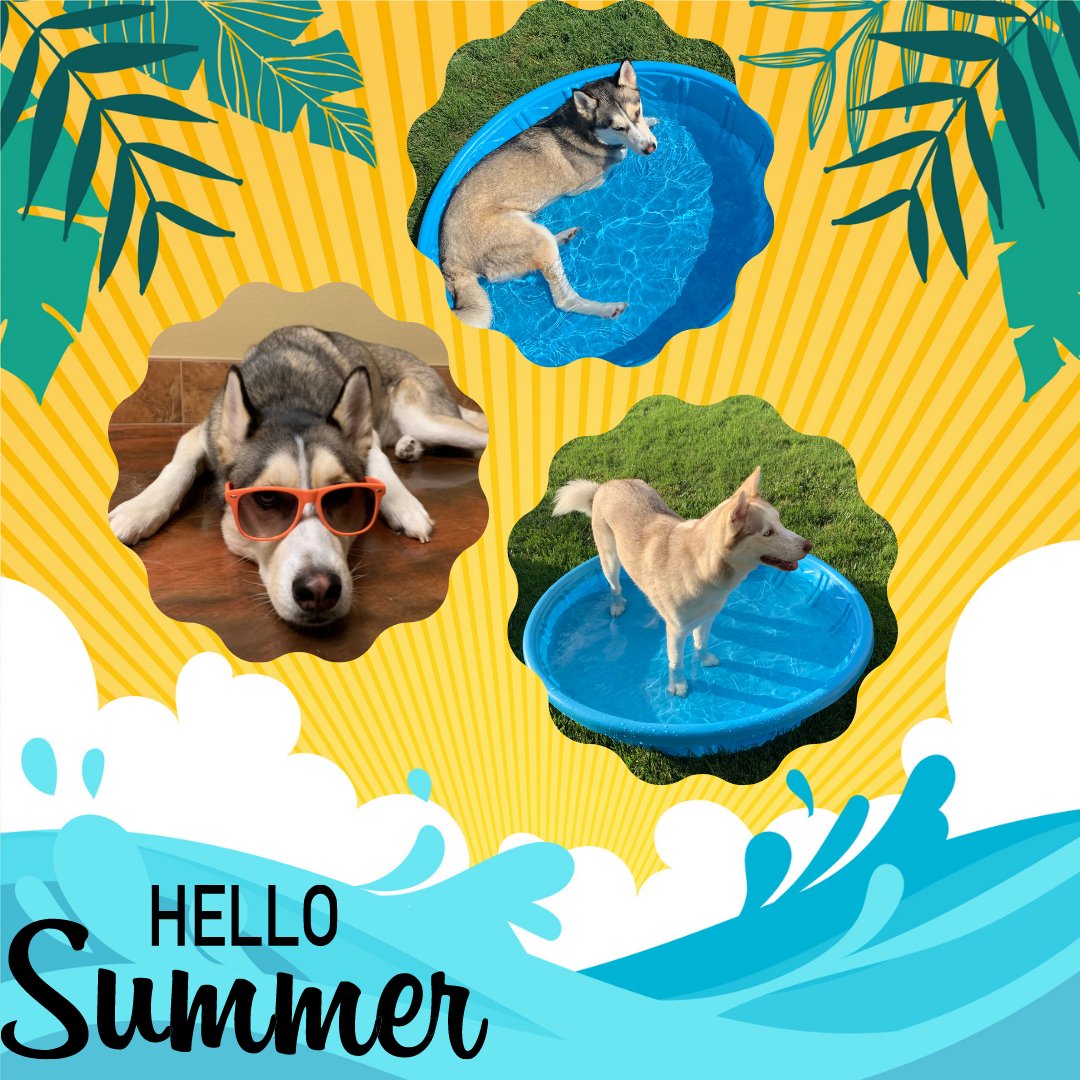 TWUPetTherapy's tweet photo. TWU Pet therapy pups remind you to keep working hard and don't forget to take some time to yourself during these summer courses. After all Balto and Giselle didn't forget it was still summer time 👀👓🌞💦#TXWomans #TWUPetTherapy #PioneerStrong #PetTherapy #CampusWithaHeart https://t.co/JFjJn5XGhf