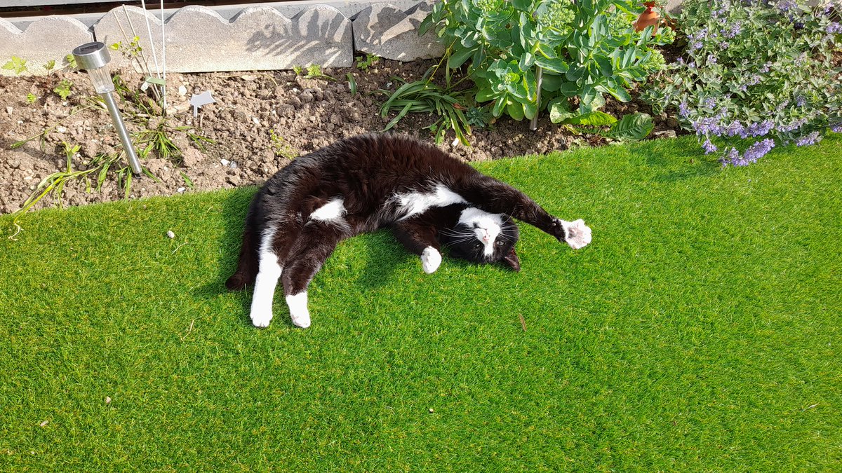 kopybdl's tweet photo. @SusanCalman  hello, this is Betsy relaxing after a busy day... #catoftheday https://t.co/N5UrDtTb1M