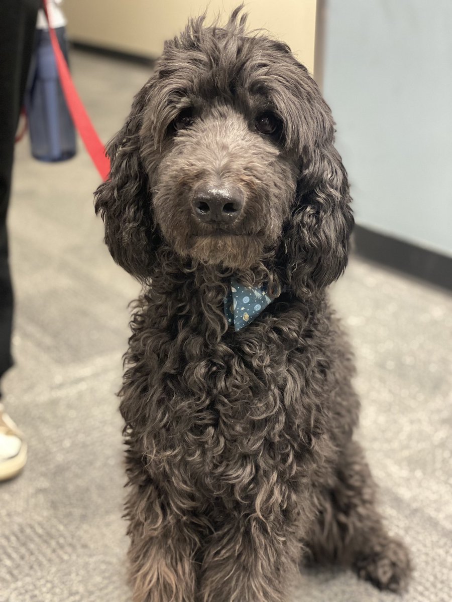 COSAirport's tweet image. 🐾 We’d like to welcome April and her pup, Spartacus to our #PAWS4COS therapy dog program. 

👋 If you see them around the terminal stop and say hello!