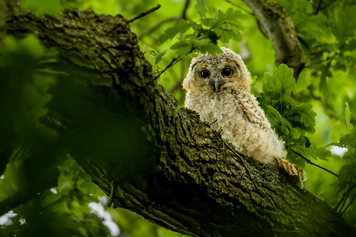 An adorable Tawny Owl chick amongst the dense foliage 🦉📷 

#earthcapture #springwatch #BBCWildlifePOTD <a href="/BBCEarth/">BBC Earth</a> <a href="/BBCSpringwatch/">BBC Springwatch</a> <a href="/WildlifeTrusts/">The Wildlife Trusts</a> <a href="/wildlifebcn/">The Wildlife Trust for Beds, Cambs & Northants</a> <a href="/Natures_Voice/">RSPB</a> <a href="/RSPBEngland/">RSPB England</a> <a href="/NaturalEngland/">Natural England</a> <a href="/UKNikon/">Nikon UK & Ireland</a> 

instagram.com/p/Ce1TaMRqAOB/…