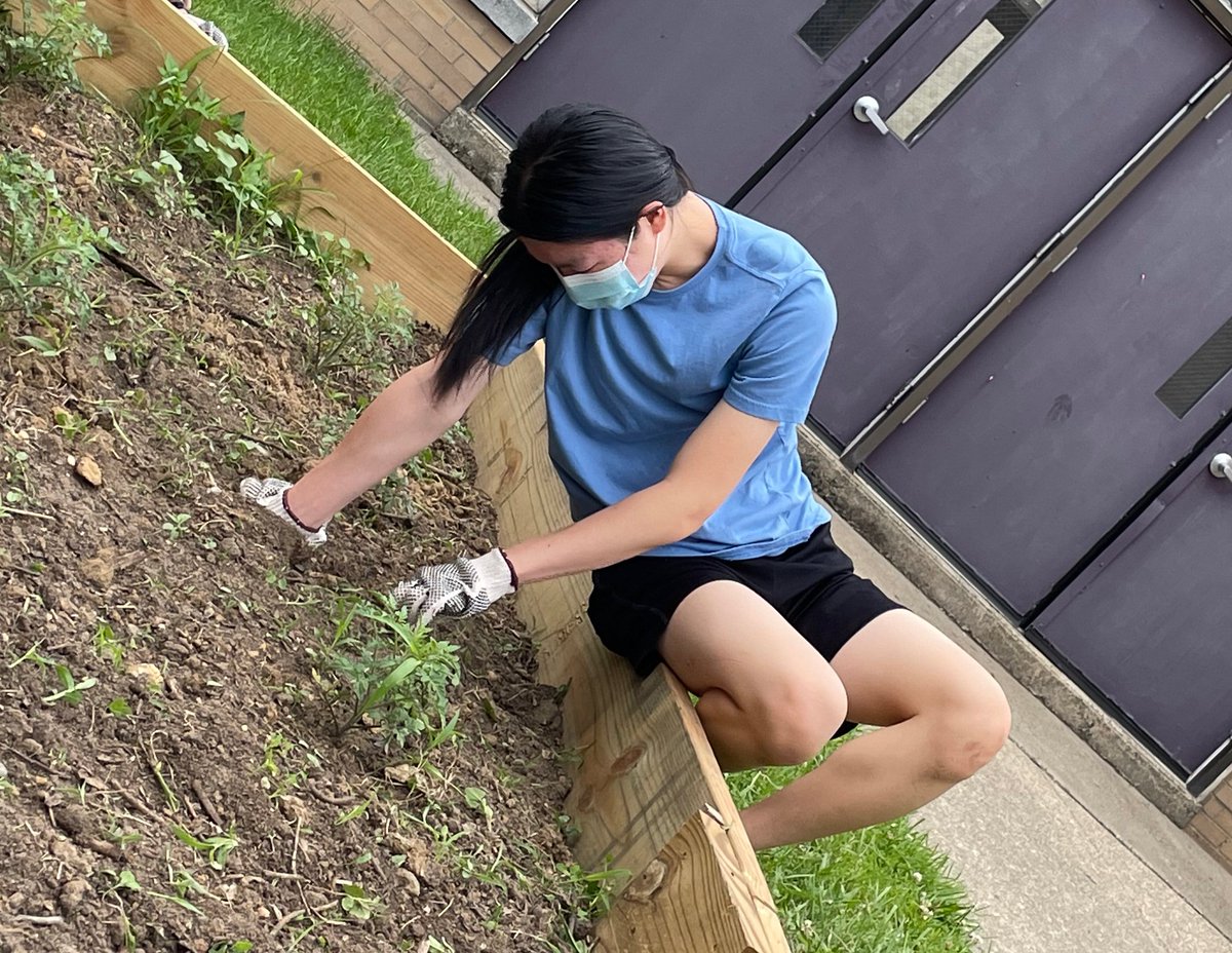 FOUR CLUBS COLLABORATE ON GARDEN
Junior Preston Peng removes weeds from the garden, which will produce food for the local food bank.
Full story: knightlifeob.com
<a href="/obhs_announce/">OBHS Announcements</a> <a href="/ObhsEnvi/">OBHS Environmental Club</a> <a href="/Coachmackey1970/">coachmackey</a> <a href="/FazioSally/">Mrs. Fazio 💜</a> @VPMasarik1