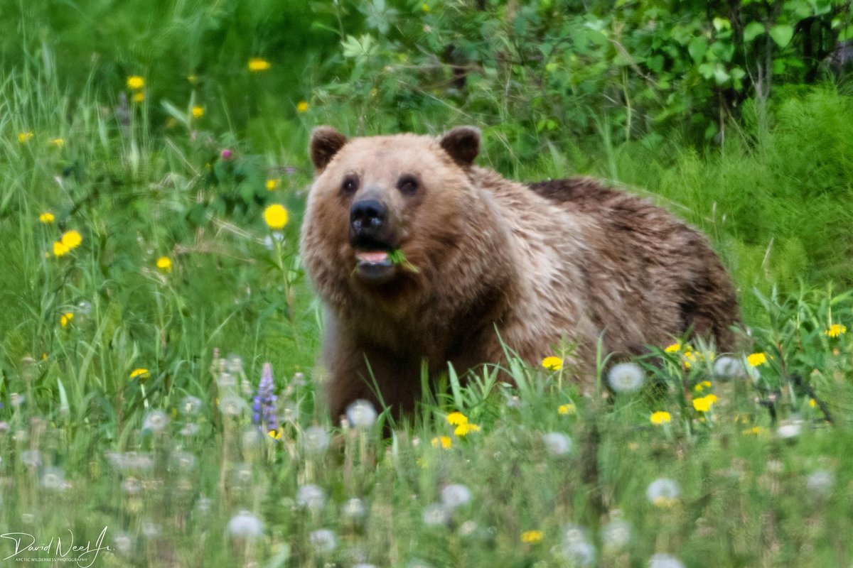dneeljrphoto's tweet photo. To celebrate National Nature Photography Day, I am sharing my latest wildlife images taken last night. #nikonusa #nikonphotography #Zcreators #wildlifephotography #z9 #NationalWildlifePhotographyDay #TwitterNatureCommunity #YourShotPhotographer #captureAlaska #Alaskalife https://t.co/e9KKzWe7D2