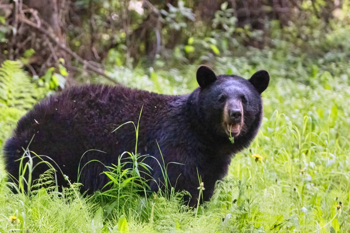 dneeljrphoto's tweet photo. To celebrate National Nature Photography Day, I am sharing my latest wildlife images taken last night. #nikonusa #nikonphotography #Zcreators #wildlifephotography #z9 #NationalWildlifePhotographyDay #TwitterNatureCommunity #YourShotPhotographer #captureAlaska #Alaskalife https://t.co/e9KKzWe7D2