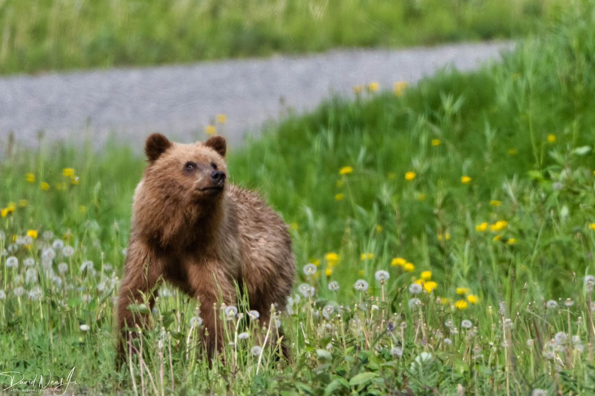 dneeljrphoto's tweet photo. To celebrate National Nature Photography Day, I am sharing my latest wildlife images taken last night. #nikonusa #nikonphotography #Zcreators #wildlifephotography #z9 #NationalWildlifePhotographyDay #TwitterNatureCommunity #YourShotPhotographer #captureAlaska #Alaskalife https://t.co/e9KKzWe7D2