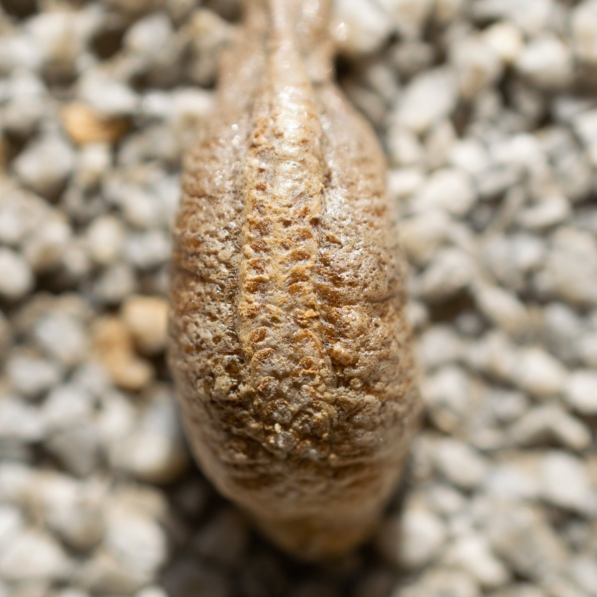 sdremthix's tweet image. &apos;Cocoon&apos; - 📷📸
 #macrophotography #macro #macro_freaks #macrophotography #macromood #macro_brilliance #macro_vision #macro_kings #macro_holic #macro_highlight #invert_macro #macro_perfection #cocoon #insect #insectcocoon #wednesdayphoto