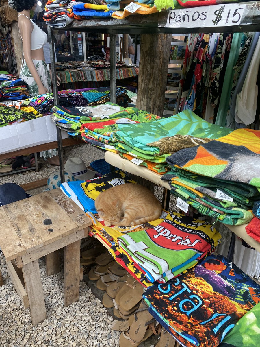 WoodAzure's tweet photo. Cats of Costa Rica 🤍🖤🧡 https://t.co/9SPDvQohey