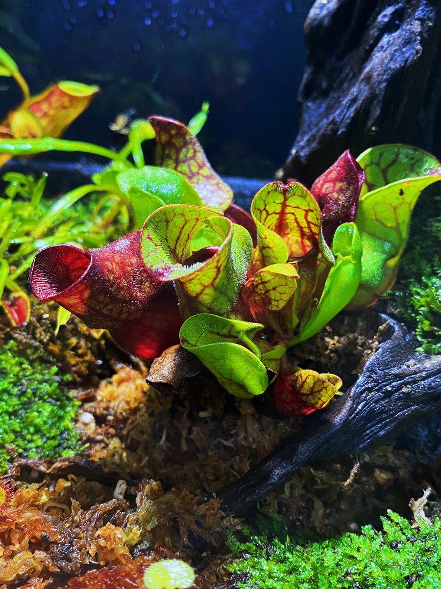 zyt125's tweet photo. 捕虫植物！ https://t.co/tq9CvTx6sQ