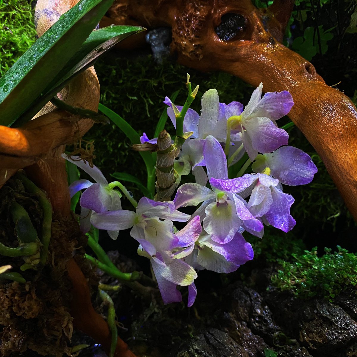 zyt125's tweet photo. 捕虫植物！ https://t.co/tq9CvTx6sQ