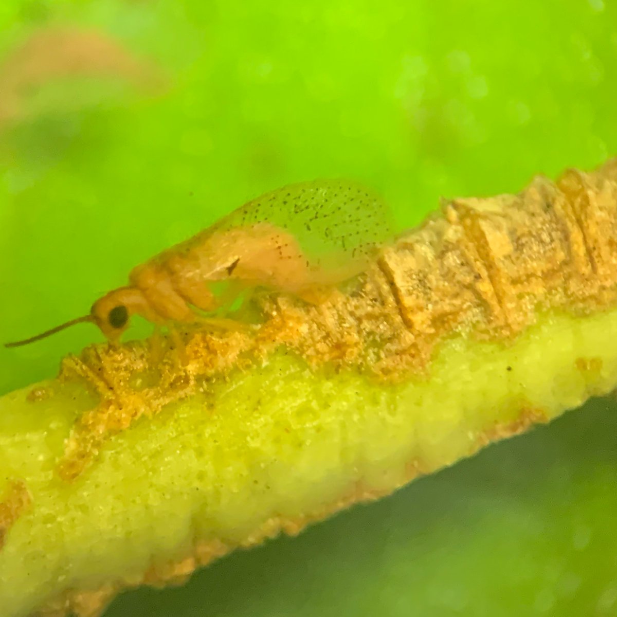 AliceAssmar's tweet photo. My paper about the #spongillaflies (#Neuroptera) was recently published by #ZoologischerAnzeiger. We described new species, proposed a phylogenetic hypothesis and provided ID keys. | @ELSenviron Home https://t.co/RG33zgKoQI 

#womeninscience #FreswaterInsects https://t.co/irMHhN4zot