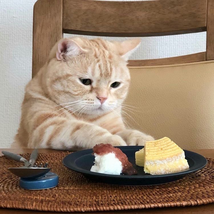 softwords_'s tweet photo. yummy yummy! 🍰🍓 https://t.co/sUcUAw1f9R